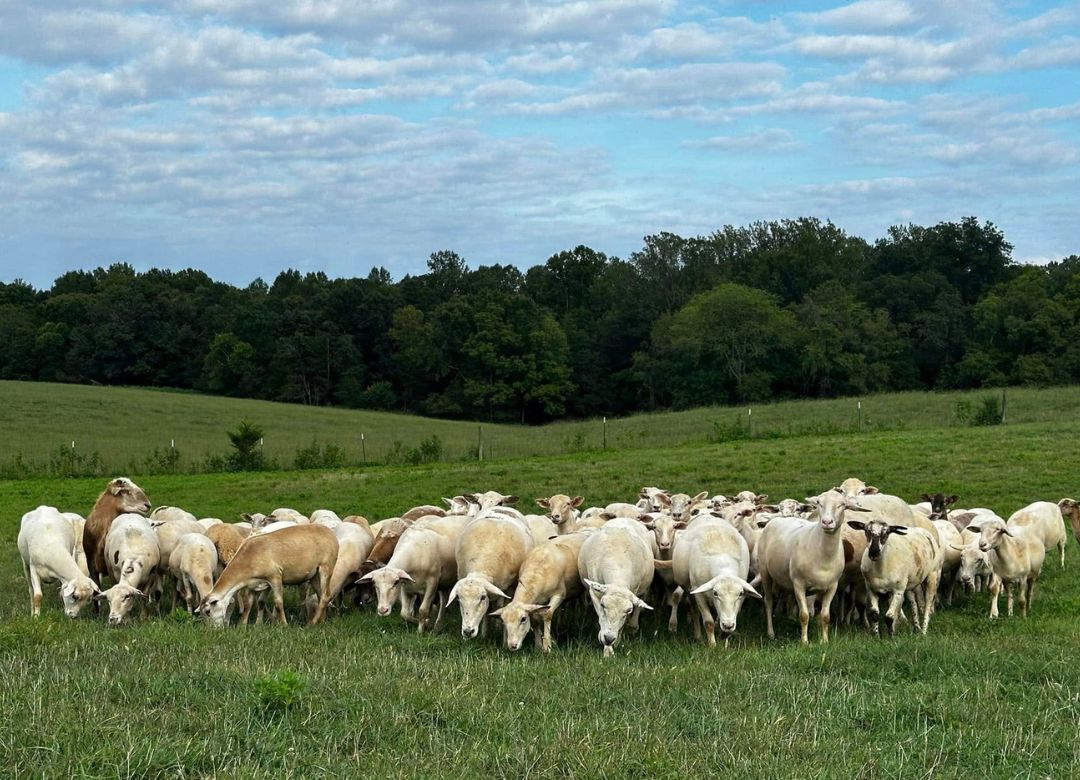 Lamb Lovers Package