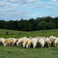 Lamb Shepherds Package